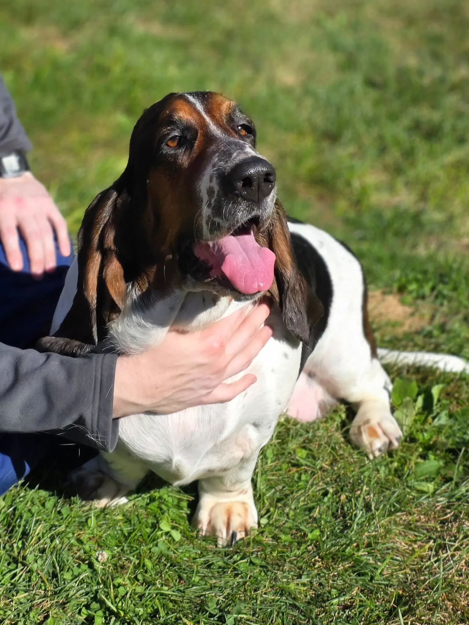 Lulu - Basset Hound