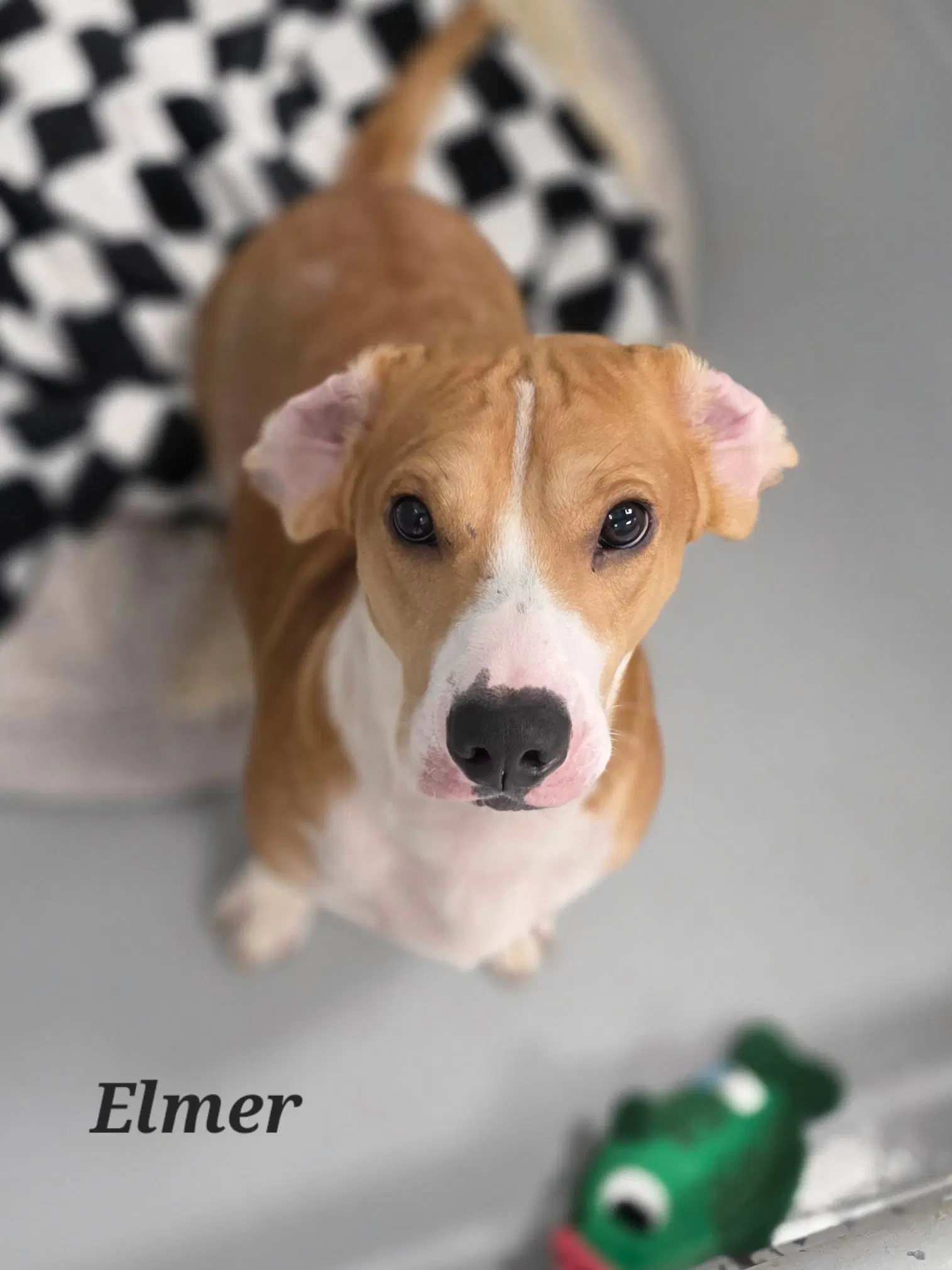 Elmer - Beagle