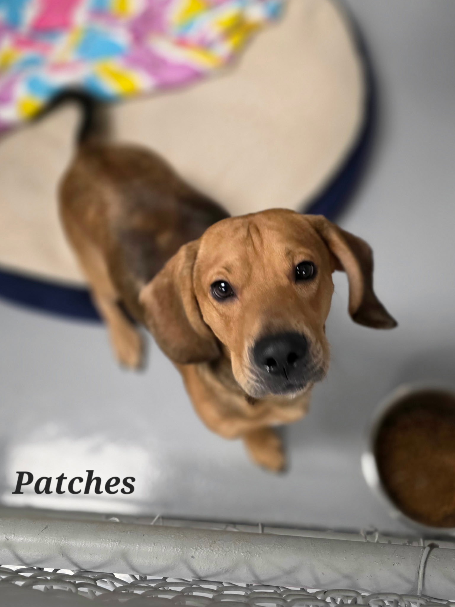 Patches, photo 2