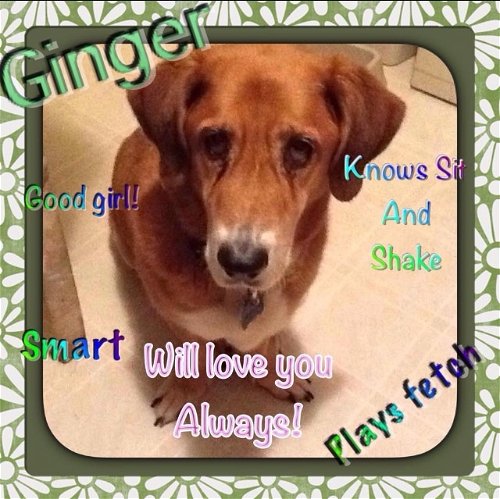 Ginger (Aug2014)
