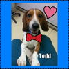 Todd