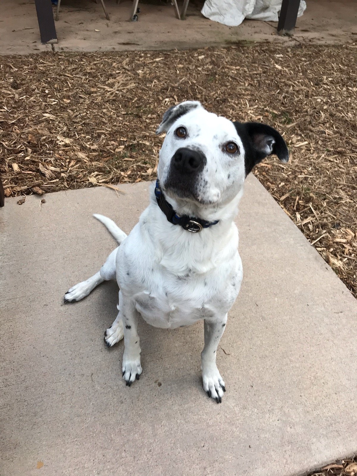 adoptable Dog in Fort Collins, CO named BaileyA