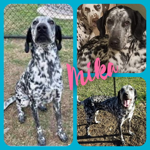 MIKA - Dalmatian available for adoption