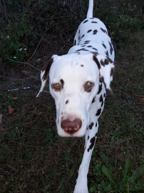 MURPHYA - Dalmatian available for adoption