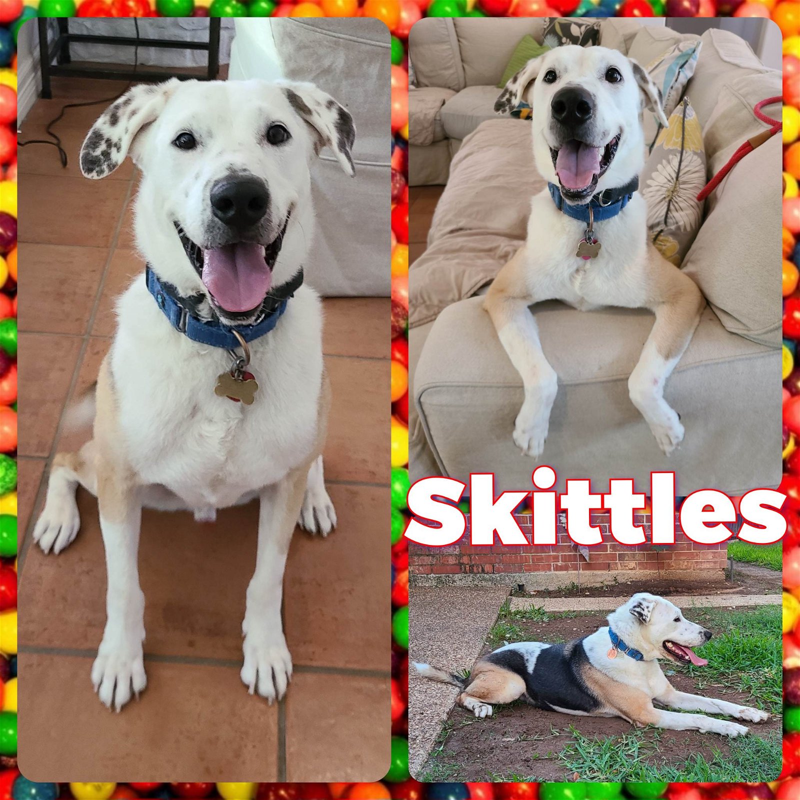 adoptable Dog in Fort Collins, CO named Skittles