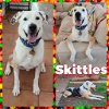 adoptable Dog in  named Skittles