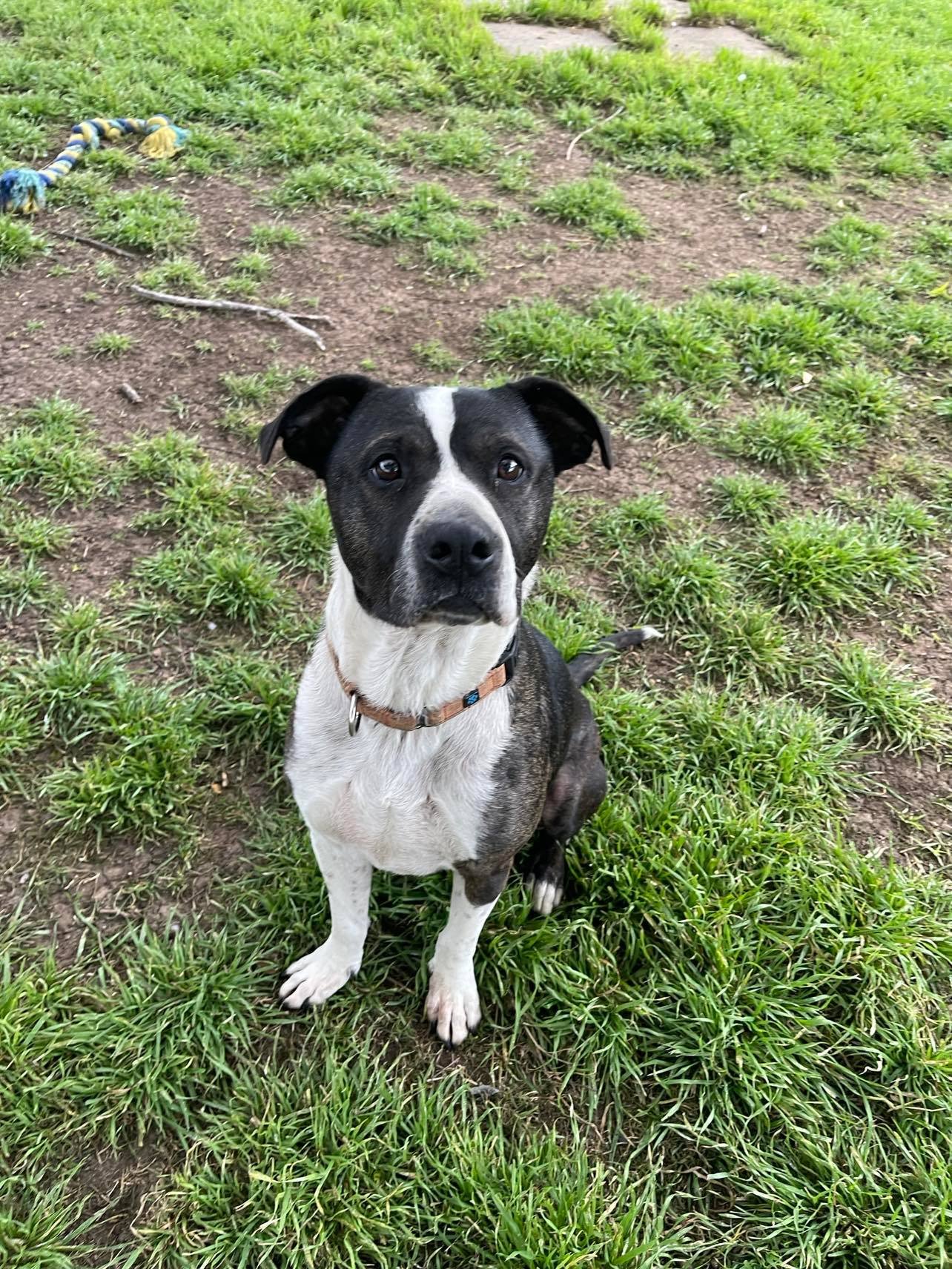 adoptable Dog in Fort Collins, CO named Spike