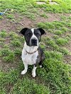 adoptable Dog in , CO named Spike