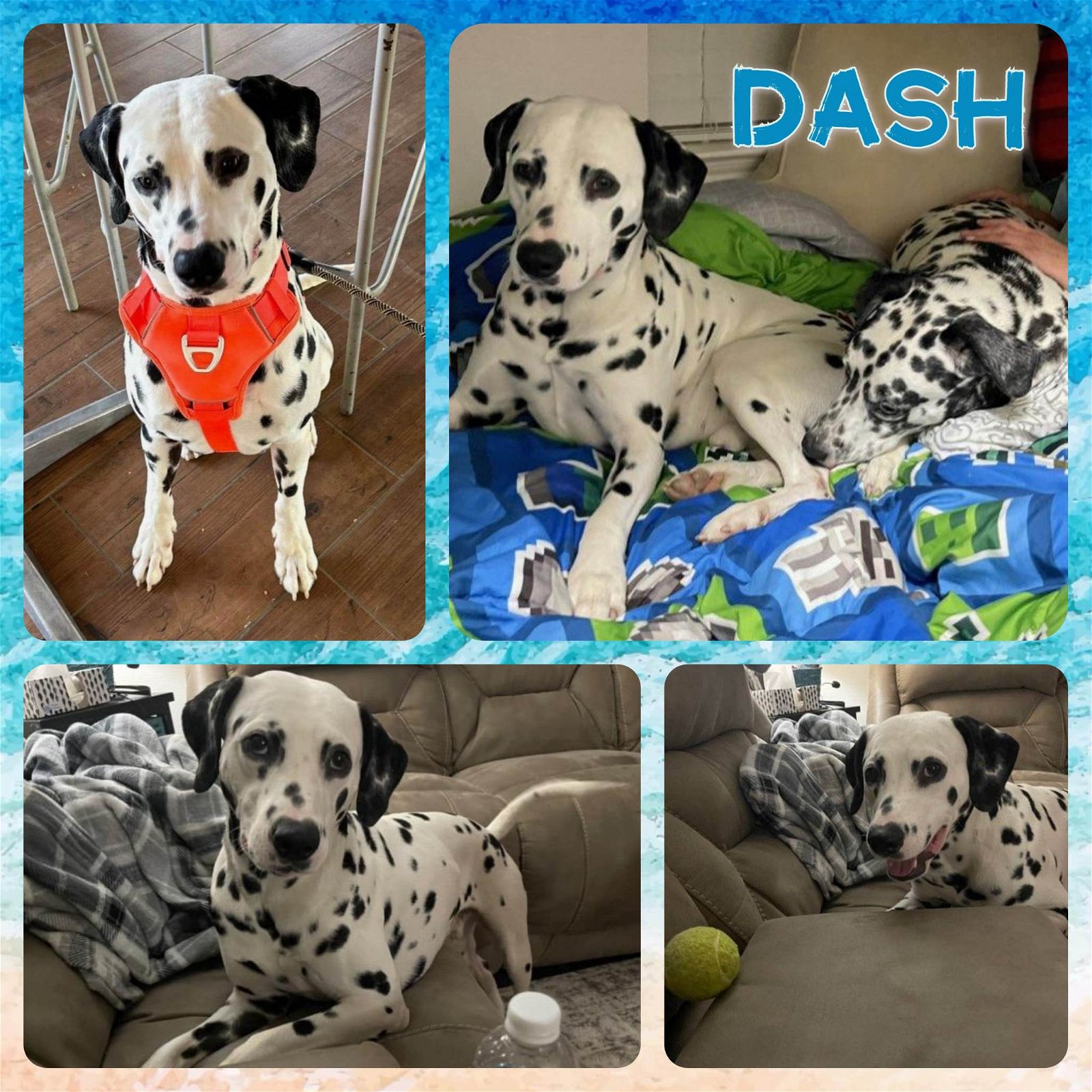 adoptable Dog in Fort Collins, CO named Dash