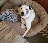 adoptable Dog in fort collins, CO named Chance 3