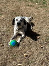 adoptable Dog in Fort Collins, CO named Poppy