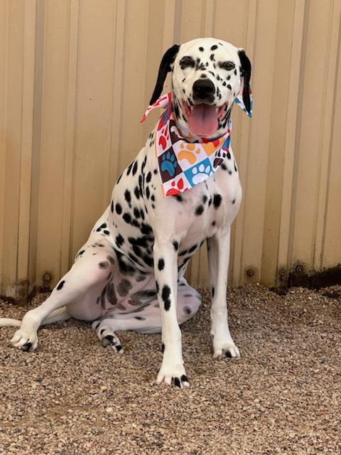 adoptable Dog in Fort Collins, CO named Echo