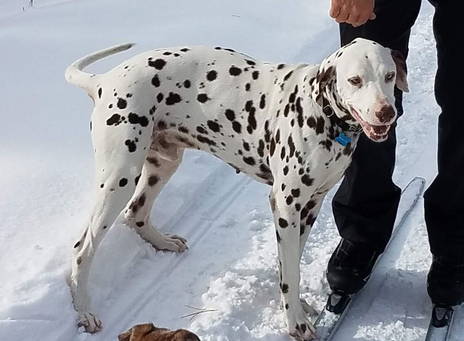 adoptable Dog in Fort Collins, CO named Kona