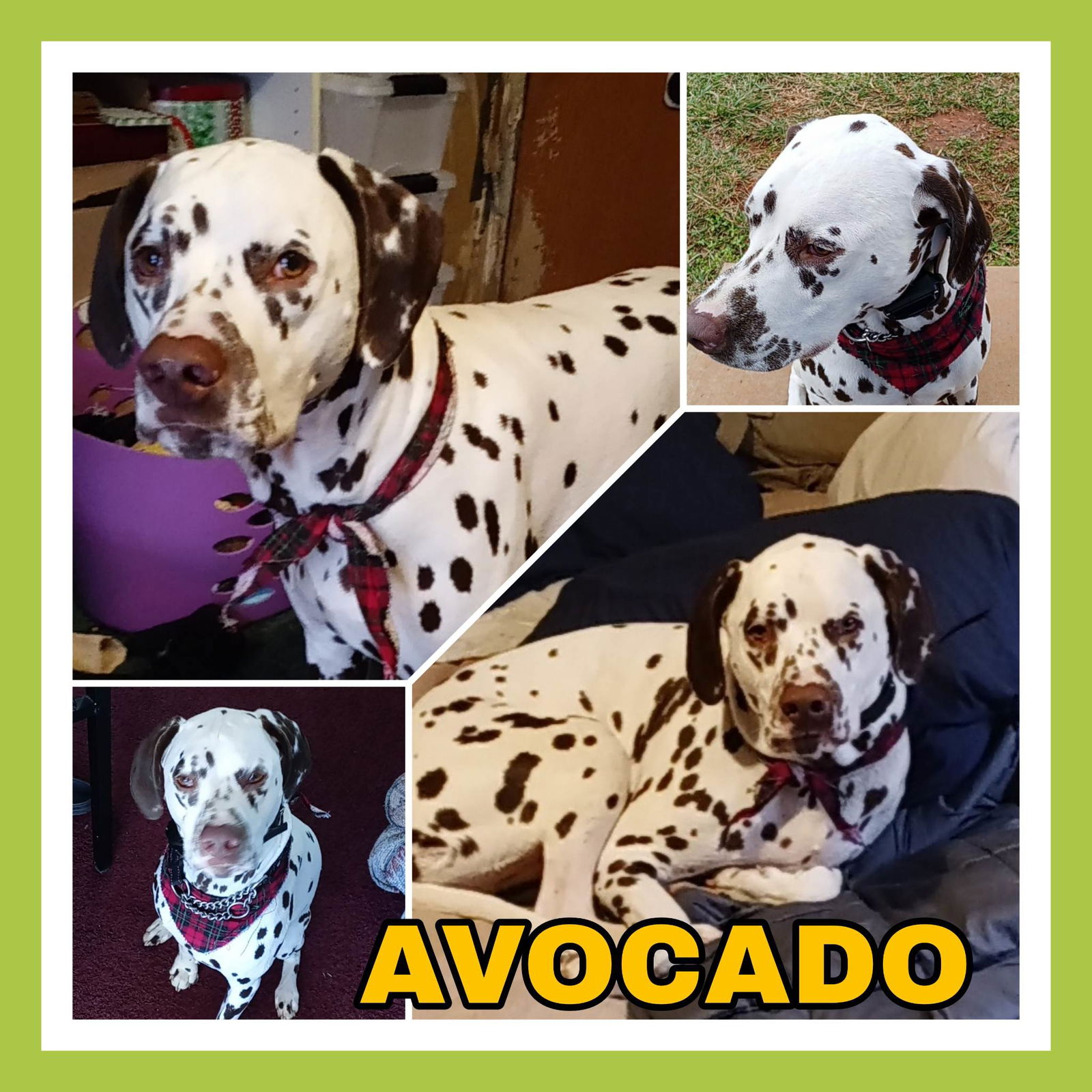 Avocado (Armani)