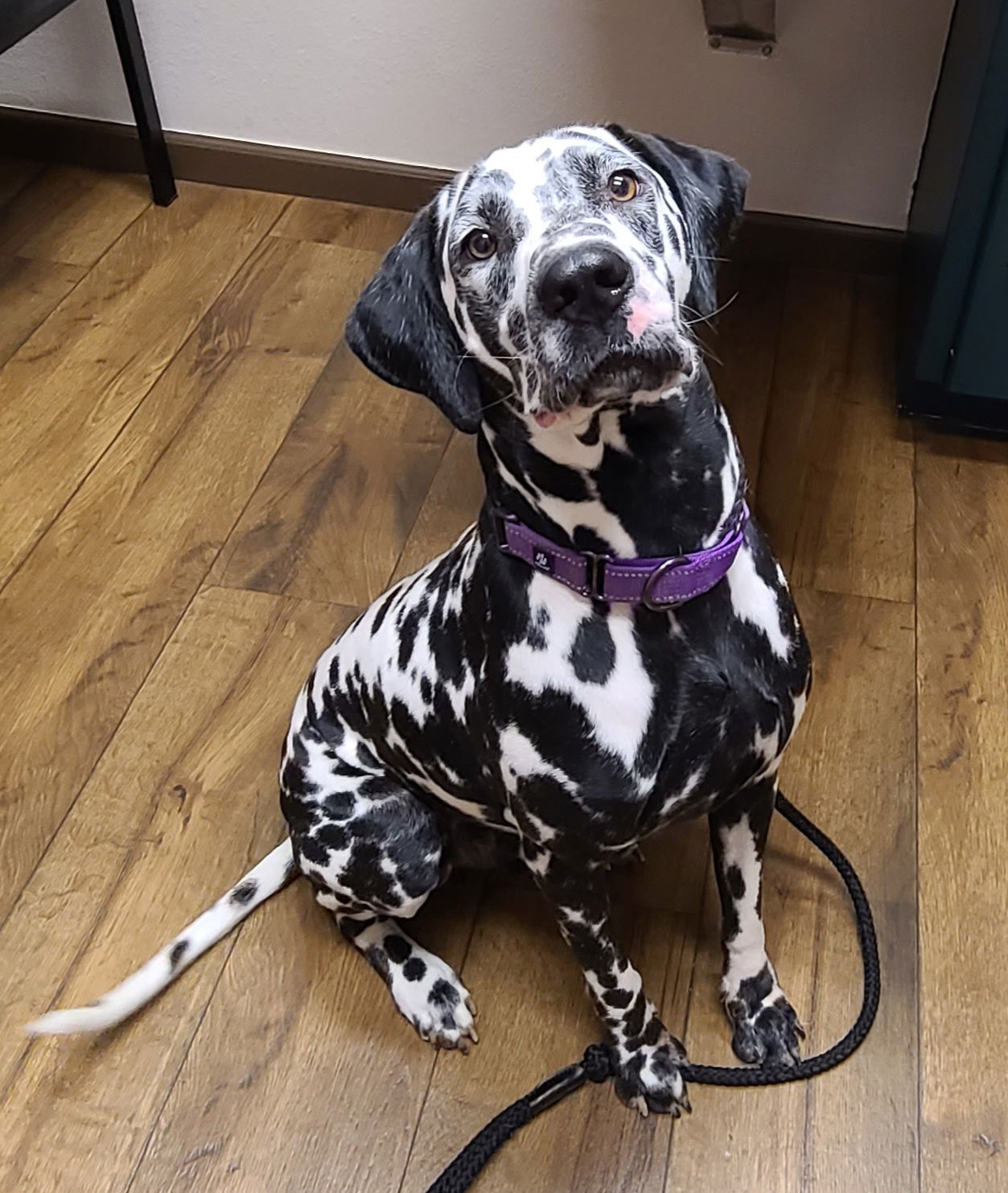 adoptable Dog in Fort Collins, CO named Shane