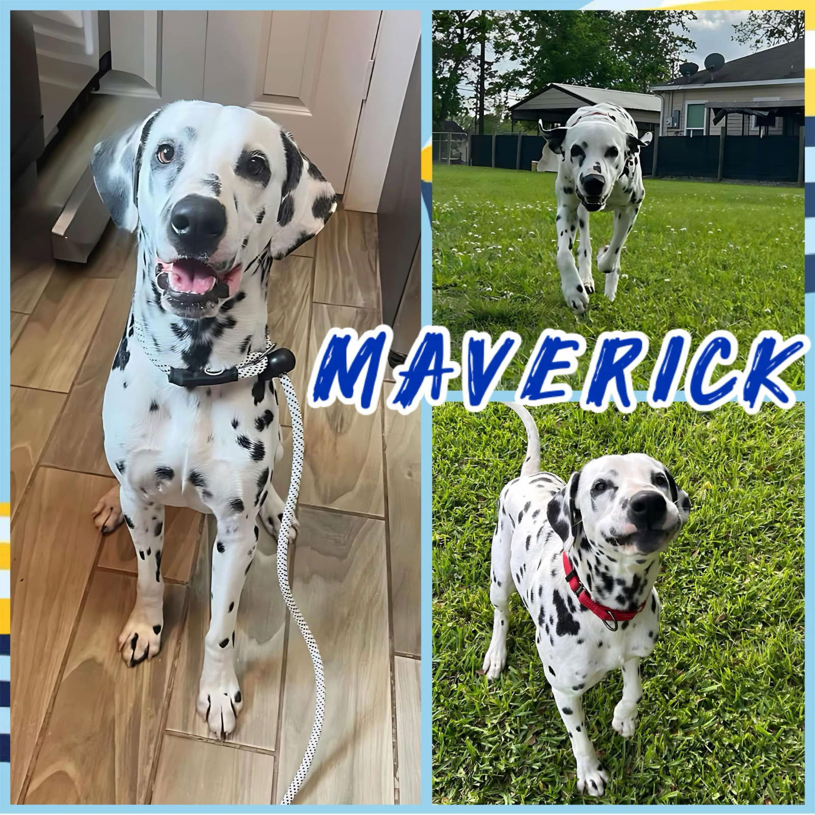 adoptable Dog in Fort Collins, CO named Maverick