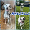 adoptable Dog in Fort Collins, CO named Maverick