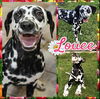 adoptable Dog in Fort Collins, CO named Louee