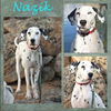 adoptable Dog in Fort Collins, CO named Nazik