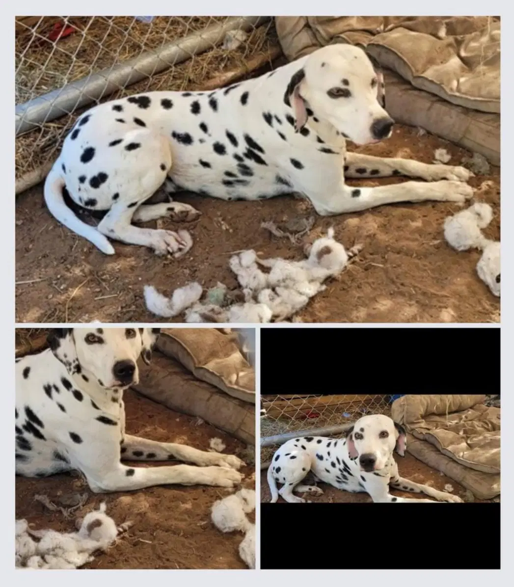 Lance - Dalmatian