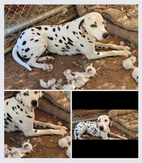 LANCE - Dalmatian available for adoption