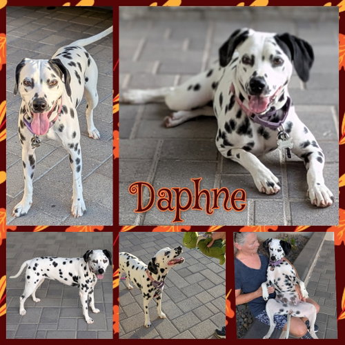 Photo of Daphne