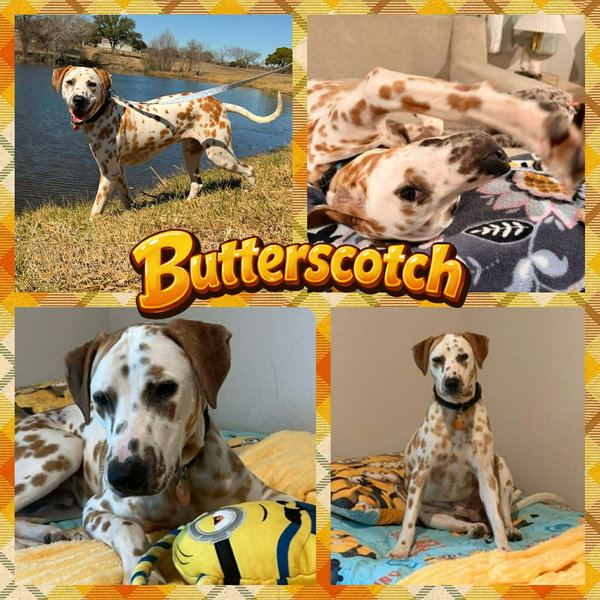 Butterscotch