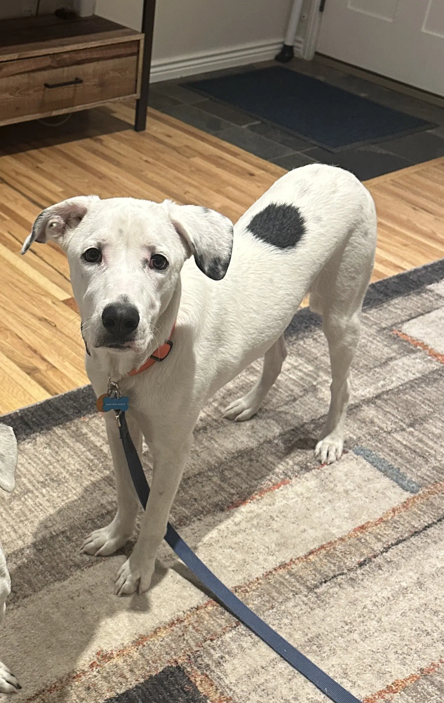 Lenny - Dalmatian