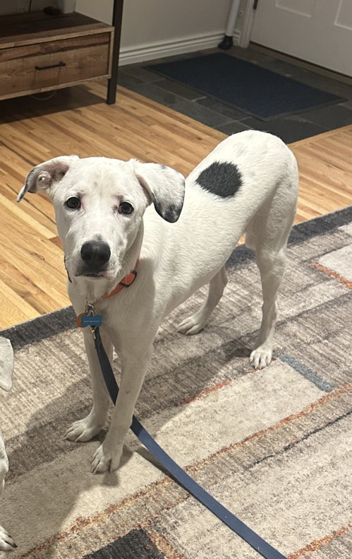 Lenny, a dog for adoption from Dalmatian Rescue of Colorado
