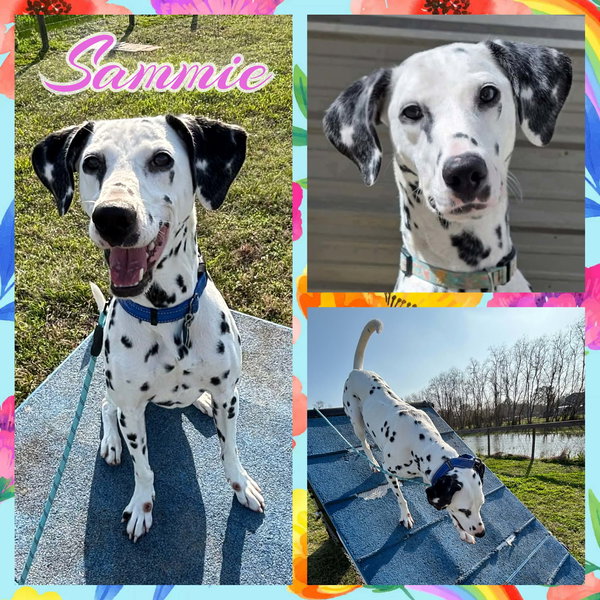 Sammie