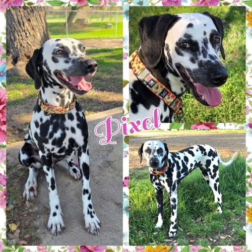 Pixel
