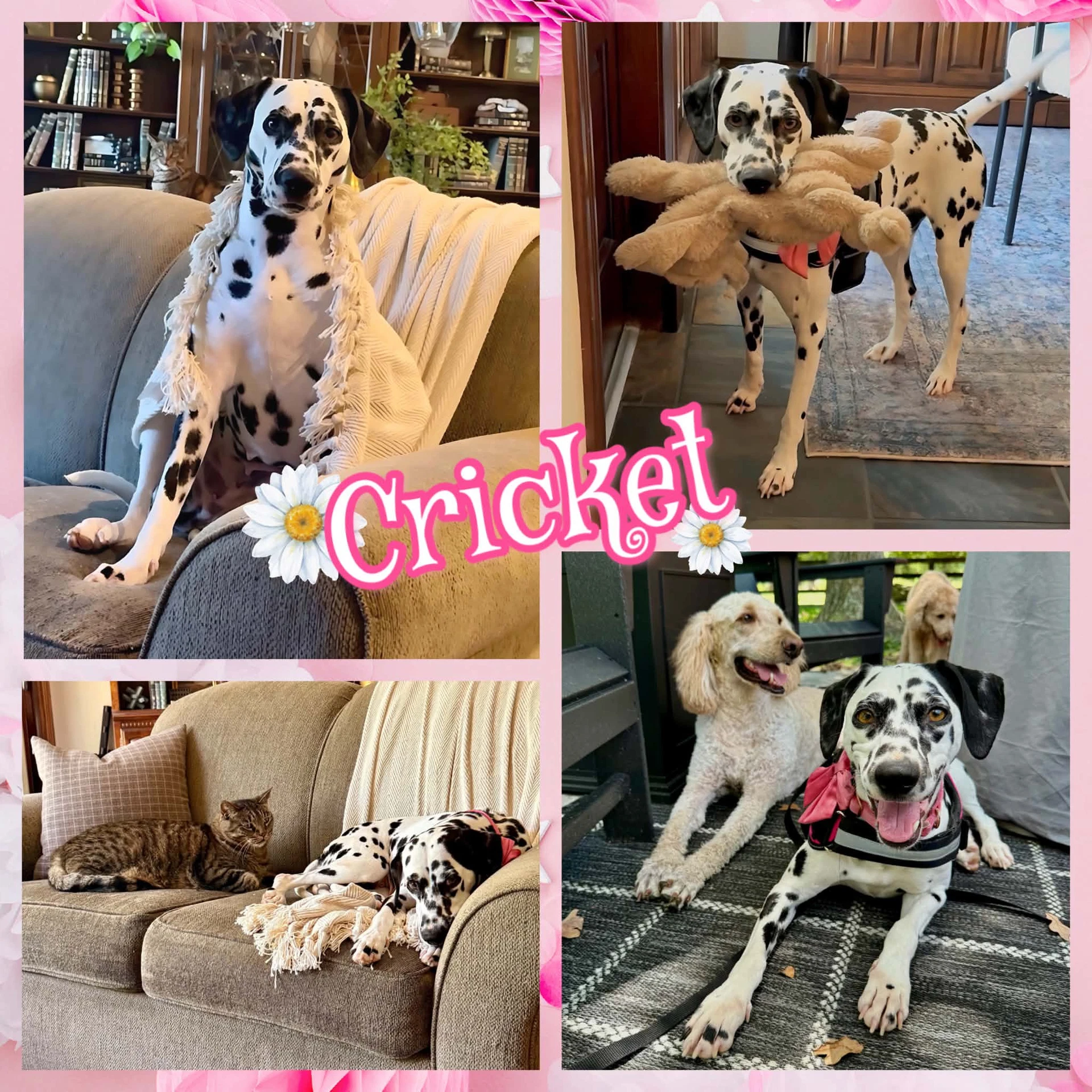 Cricket