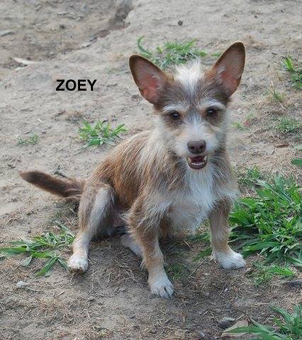 zoey