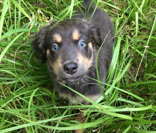 Frankie