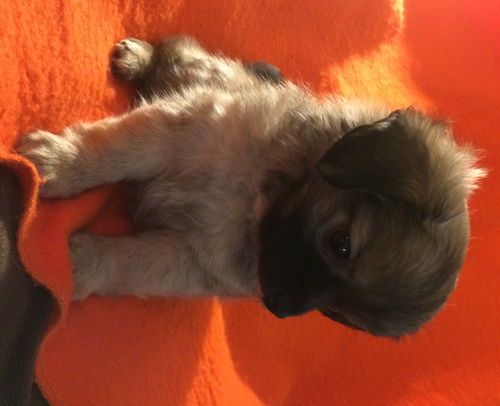 Gizmo