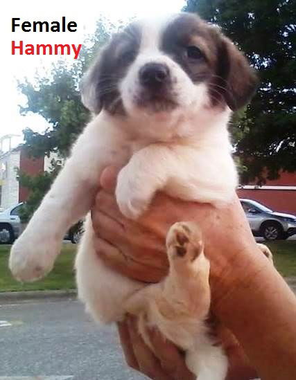 Hammy