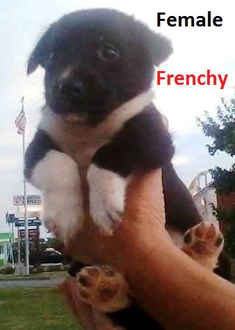 Frenchy