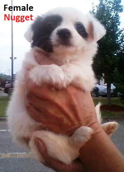 Nugget