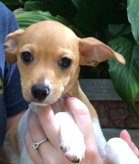 Rascal