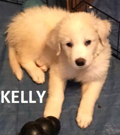 Kelly