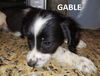 Gable