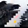 Raven