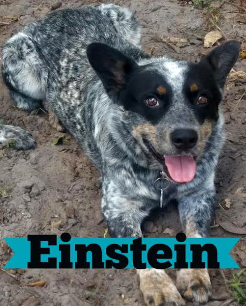 Einstein