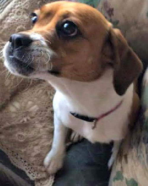 Gidget
