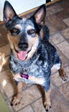 Sadie