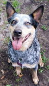 Sadie