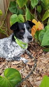 Ziva