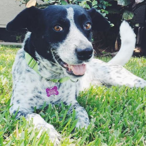 Ziva