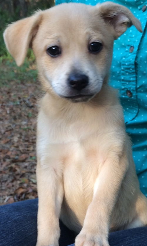 Nala