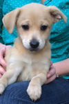 Nala